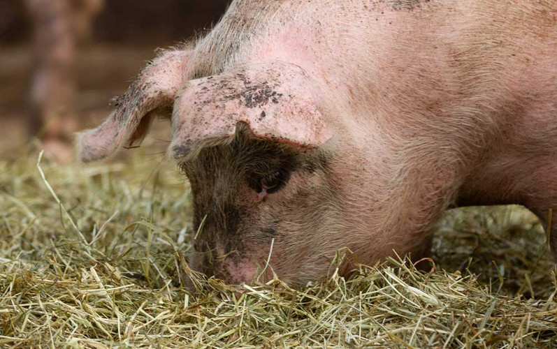 Pig