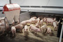 Flexcover-pigs