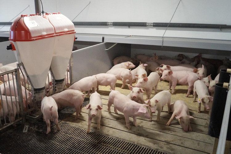 Flexcover-pigs