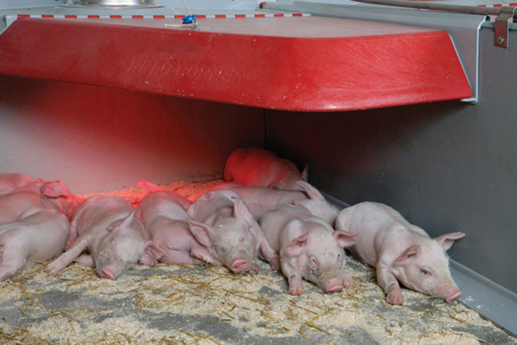 Piglet nest for farrowing pen