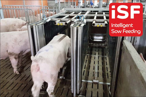 Intelligent sow feeding