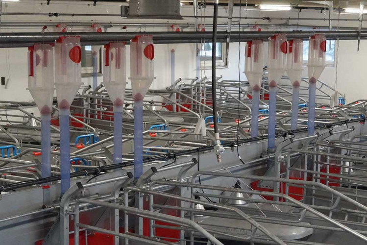 VD5 feed dispensers in farrowing unit