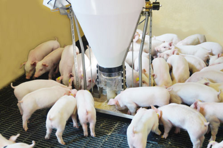 Baby Feeder Pigs
