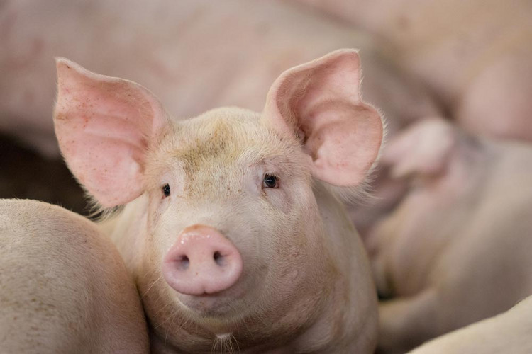 Hog waiting feed. Pig indoor on a farm yard in Thailand. swine in the stall. Close up eyes and blur. Portrait animal.