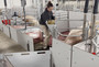 Employe-in-a-farrowing-pen