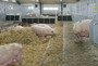 LD-box-for-sows