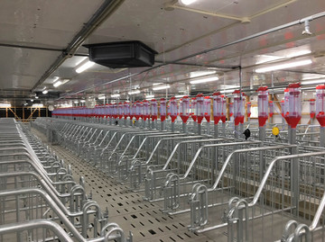 Løbe-/drægtighedsafdeling Osumi farm