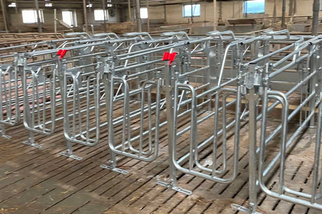 Mating-and-gestation-boxes-for-pigs