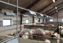 VD100-floor-feeding-of-sows