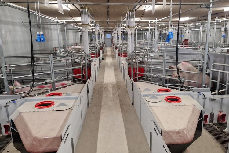Farrowing-pens-for-loose-sows