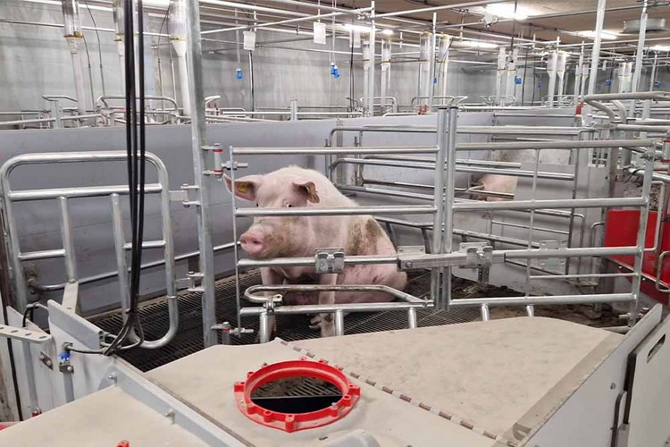 Sow Sitting Farrowcomfort