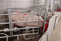 Sow-in-a-farrowing-pen