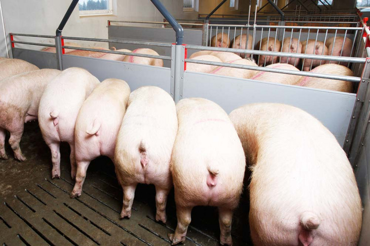 Inn-o-wall-liquid-feeding-pigs-eating