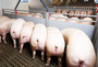 Inn-o-wall-liquid-feeding-pigs-eating