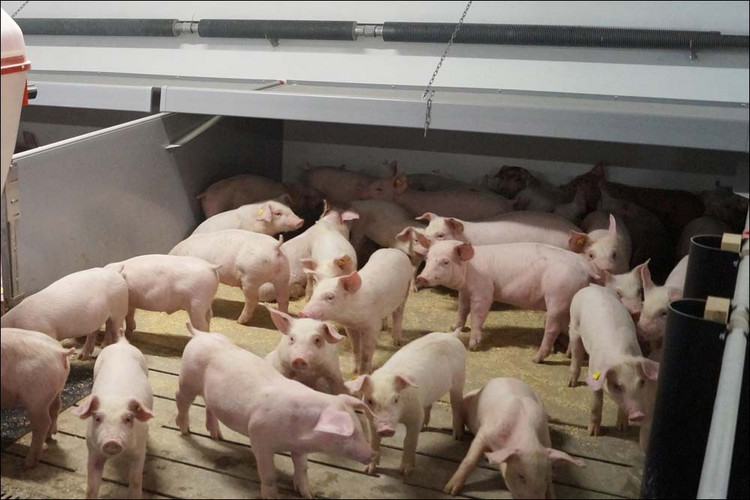 Climate-cover-for-weaners-Flexcover