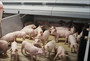 Climate-cover-for-weaners-Flexcover