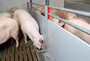 Inn-o-wall-liquid-feeding-trough-pigs