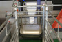 Ad-lib-feeder-for-sows