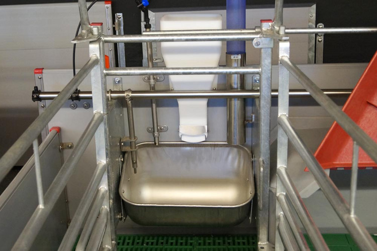 Ad-lib-feeder-for-sows