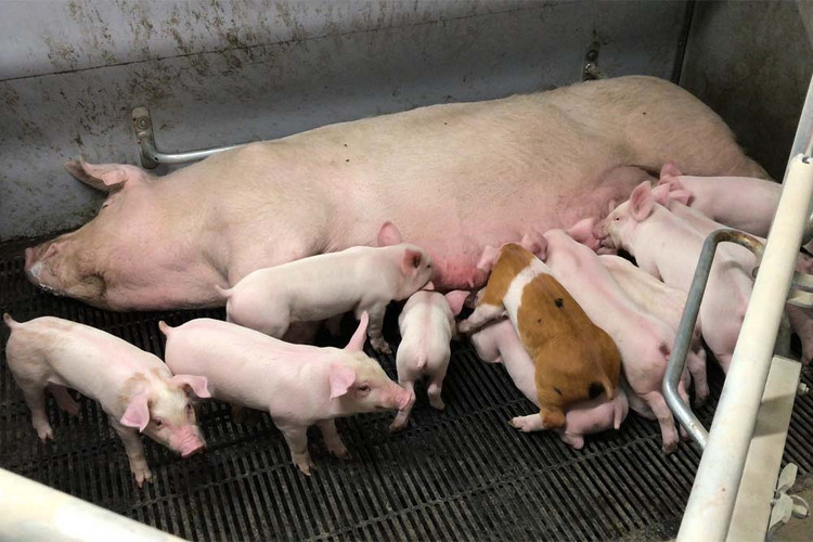Sow And Piglet Farrowcomfort