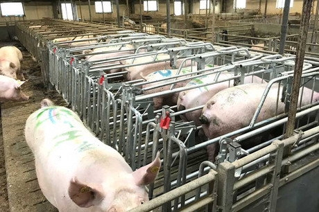 Sows-walking-in-a-mating-unit-Danish-pig-farm