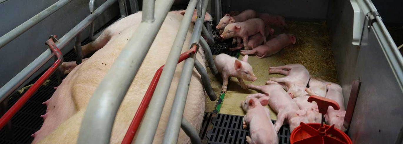 Varmeplader til farestier