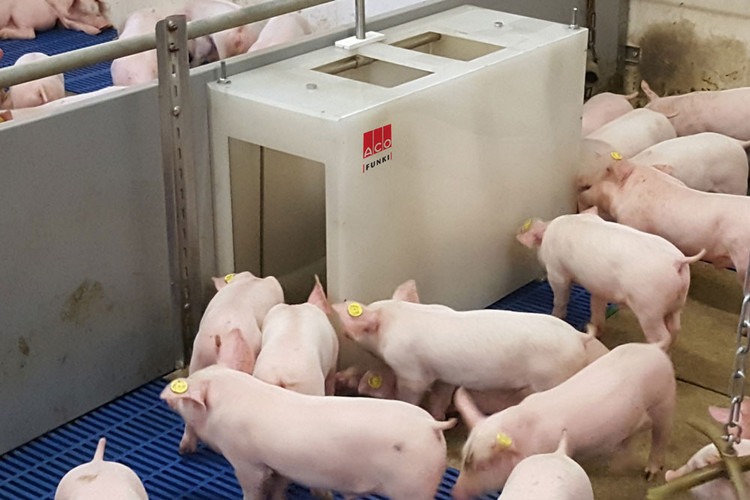 Grise ved OptiScale grisevægt