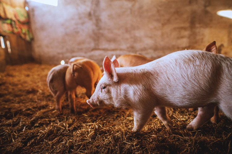 Close-up of a pig playing in a pigsty. Group of pigs.
