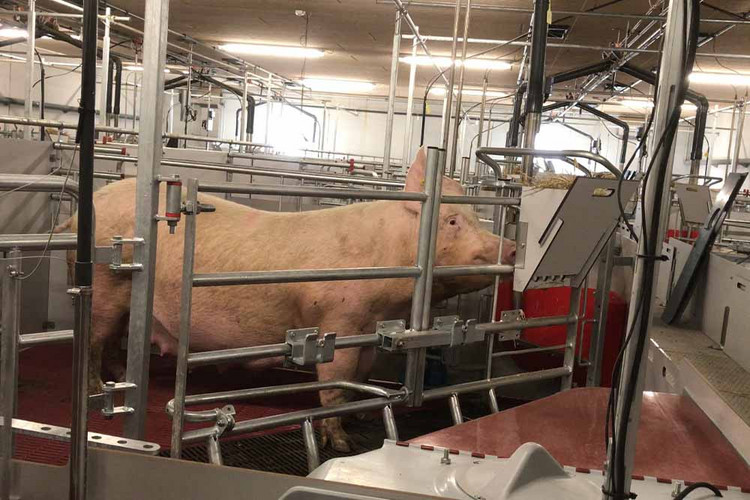 Sow Staw Rack Farrowcomfort