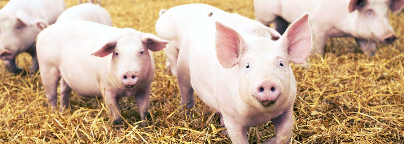 Pigs-with-straw2 Pigs-with-straw2