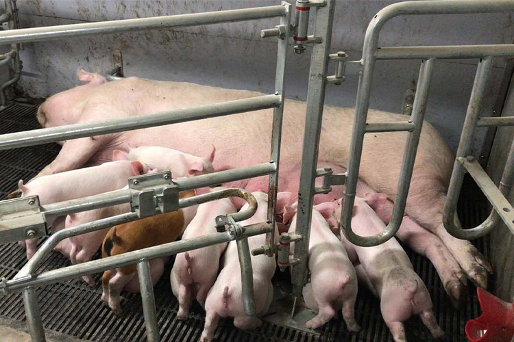 Sow And Piglets Farrowcomfort 2