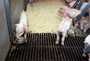 Cast-iron-slats-farrowing