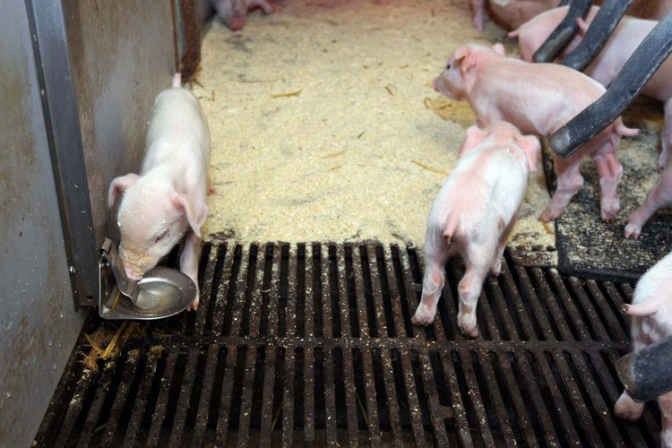 Cast-iron-slats-farrowing