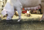 Farrowing-pen-Welsafe-Flex
