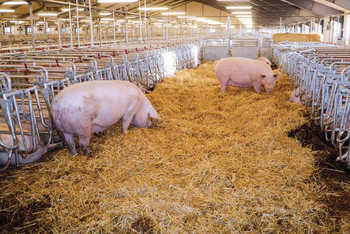 Linespilsanlæg til at fjerne halm