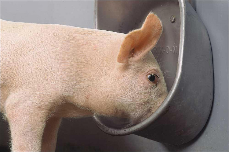 Drinking-cups-for-pigs