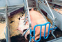 Self-supporting-cast-iron-slats-farrowing