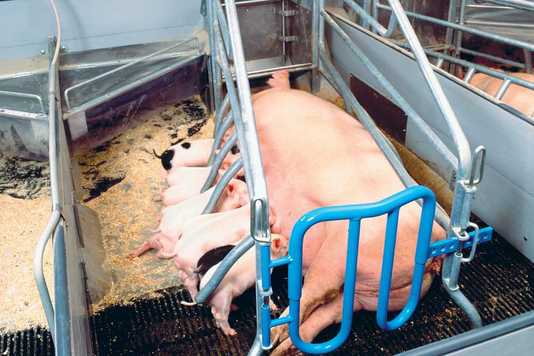 Self-supporting-cast-iron-slats-farrowing