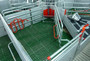 Welsafe-farrowing-crate