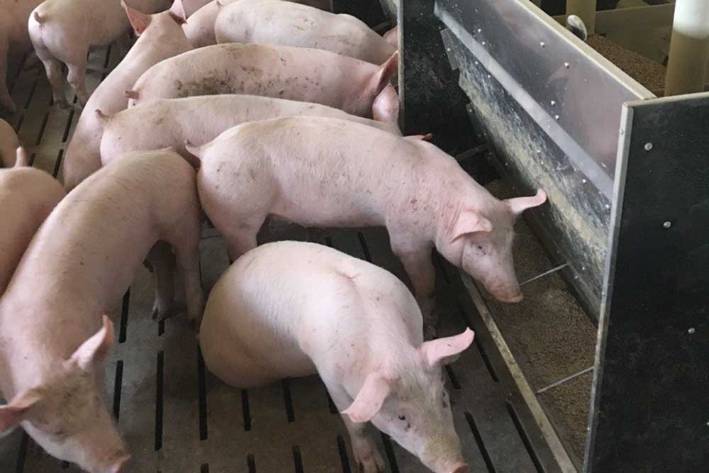 Box Feeders