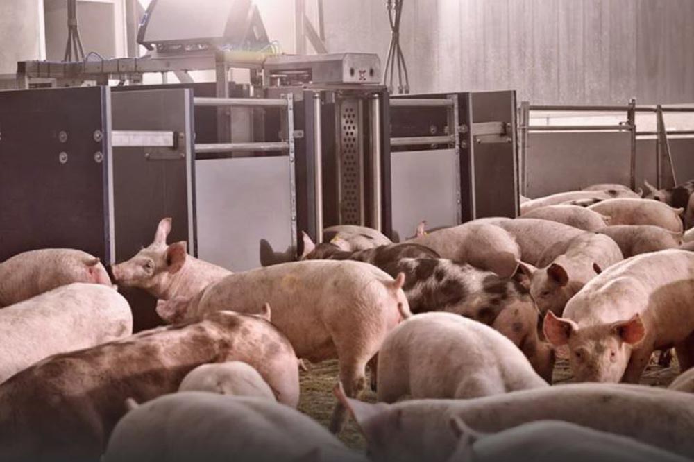 PorkTuner