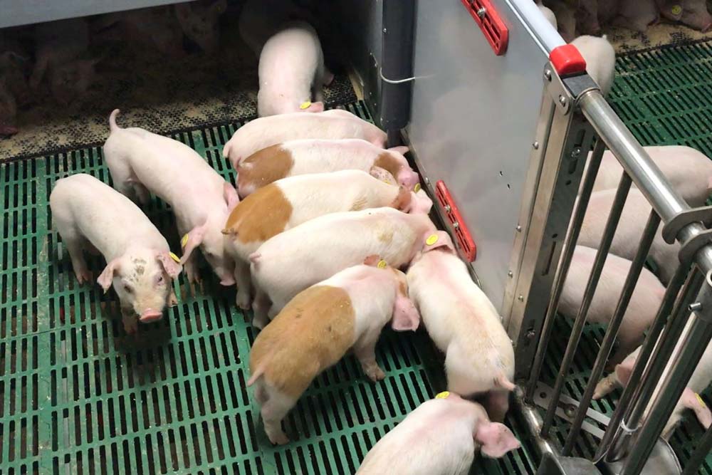 PiggiSoup