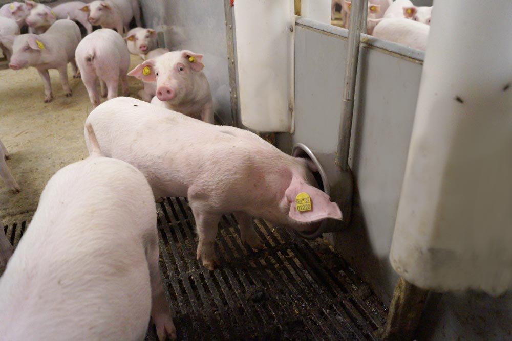 Pigs drinking from a bowl